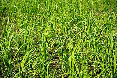 恐怖游戏《玛莎已死》将改编成真人电影